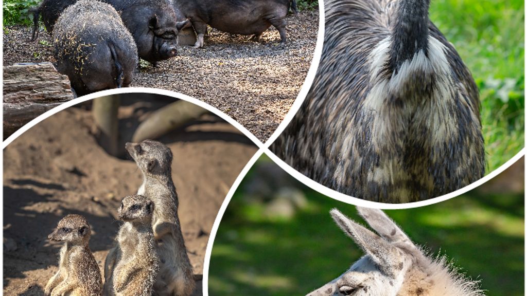 Brændesgårdshaven - Zoo