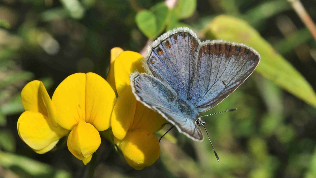 Blåfugl. Gudhjem Museums Park