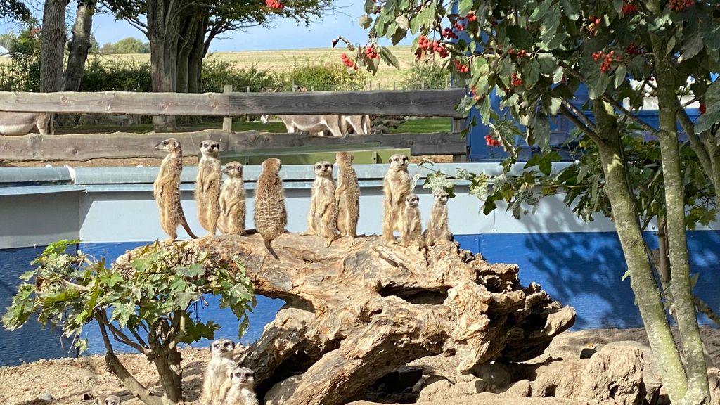 Brændesgårdshaven - Surikater