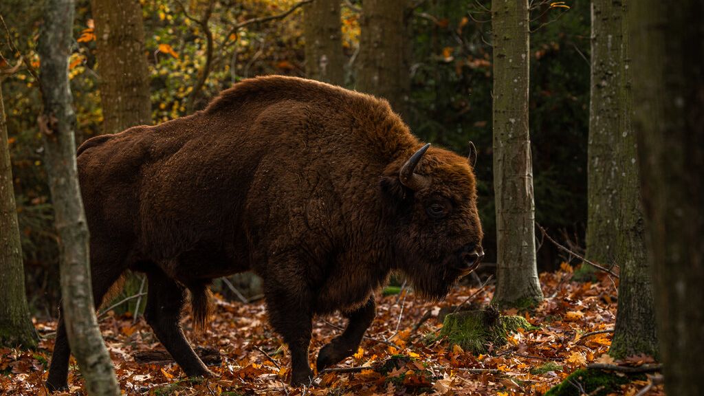 Der Bisonweg auf Bornholm - begegnet einem Bison auf Eurer Wanderung