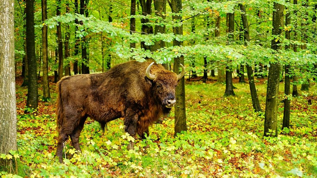 The Bison Path on Bornholm - meet a bison on your walk