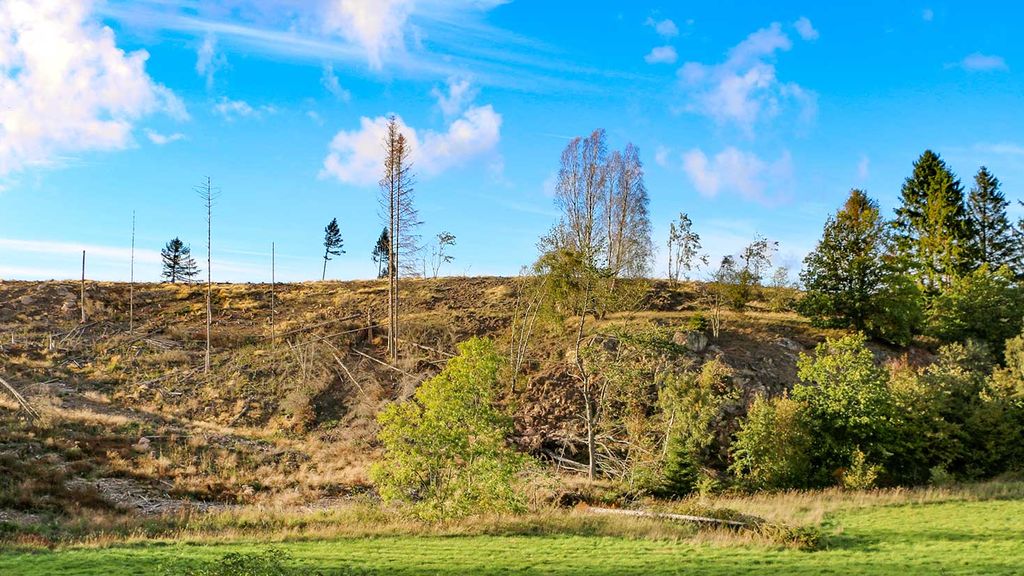 Borgehoved i Rø Plantage