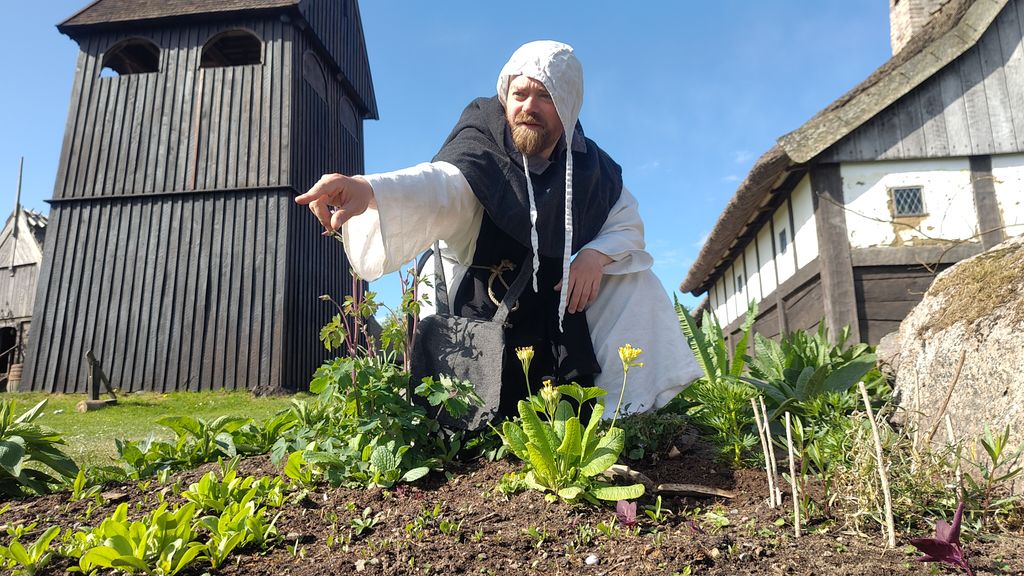 Munken arbejder i urtehaven med de helbredende urter på Bornholms Middelaldercenter