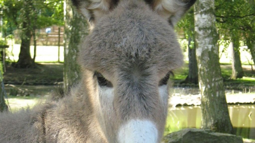 Brændesgårdshaven - Sødt Æsel