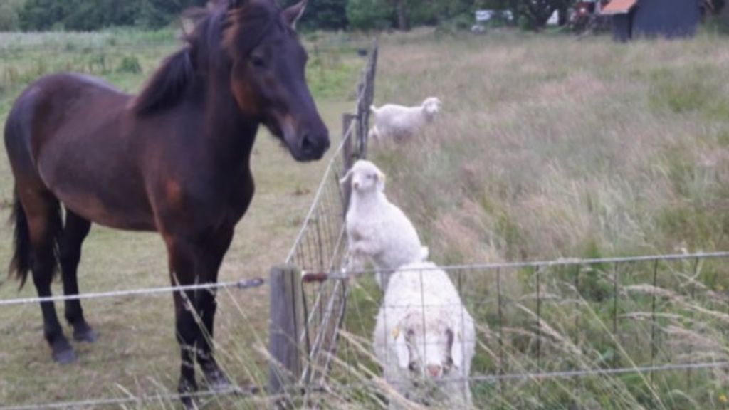 Ekkodalens Naturcamping