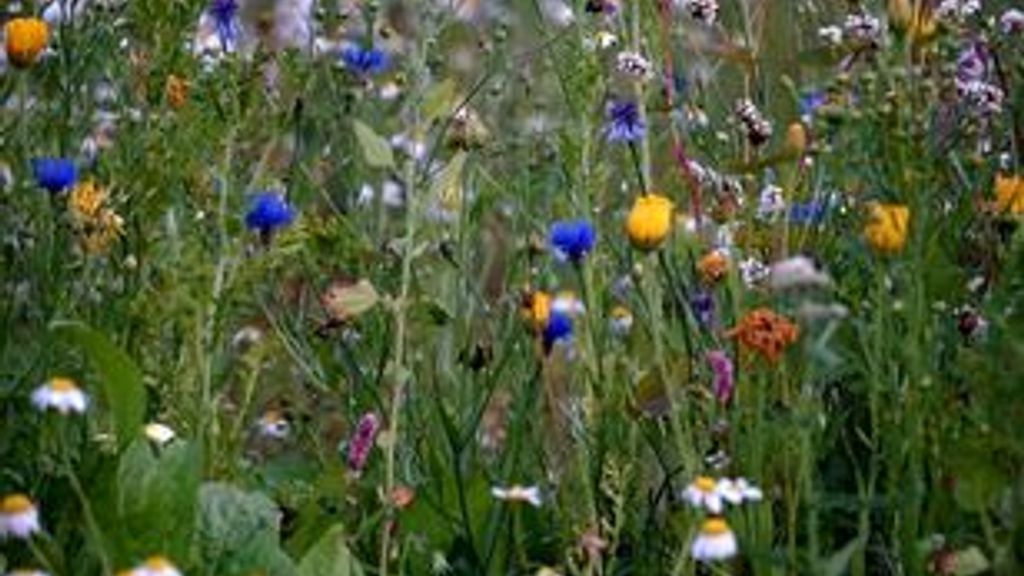 Ekkodalens Naturcamping