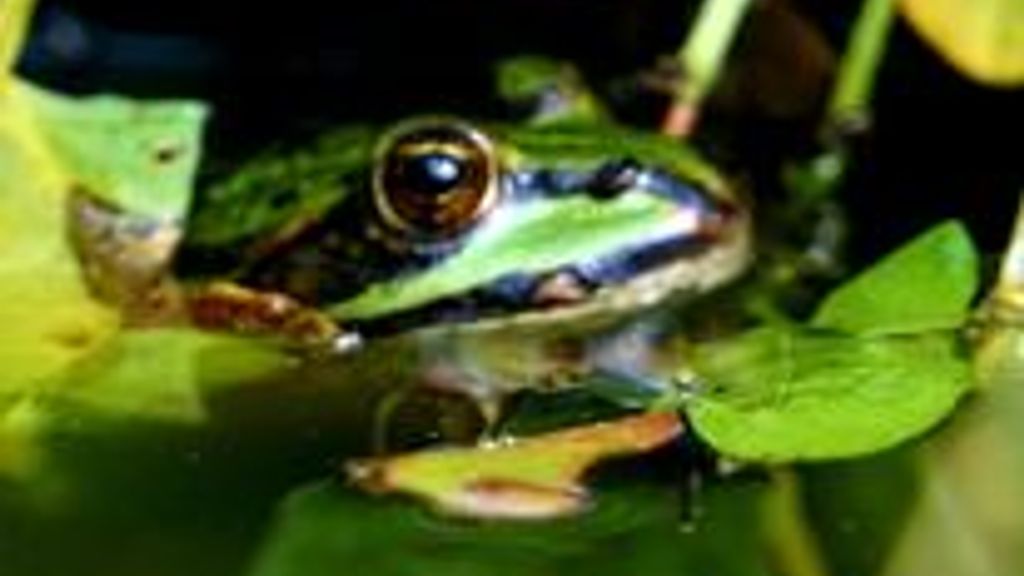 Ekkodalens Naturcamping