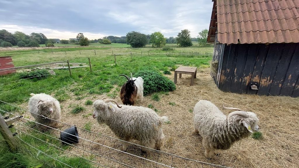 Mohair- og Walisergeder