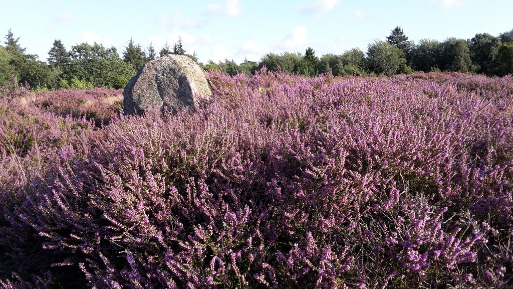 Feriestedet Skovly. Lyngen blomstrer i Rutsker Højlyng