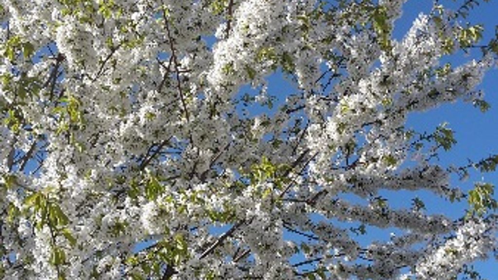 Kirsebærtræet blomstrer