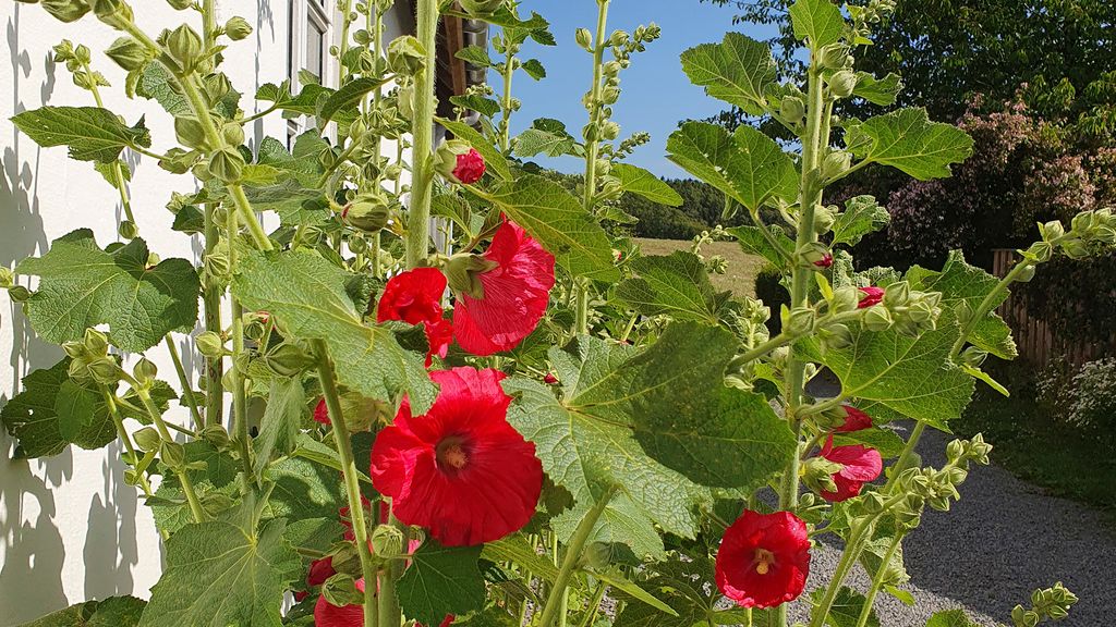 Stokroserne blomstrer