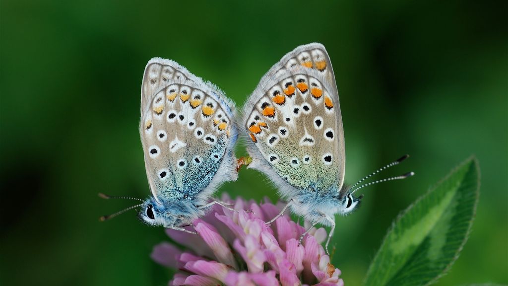Habitat for vilde planter og sommerfugle