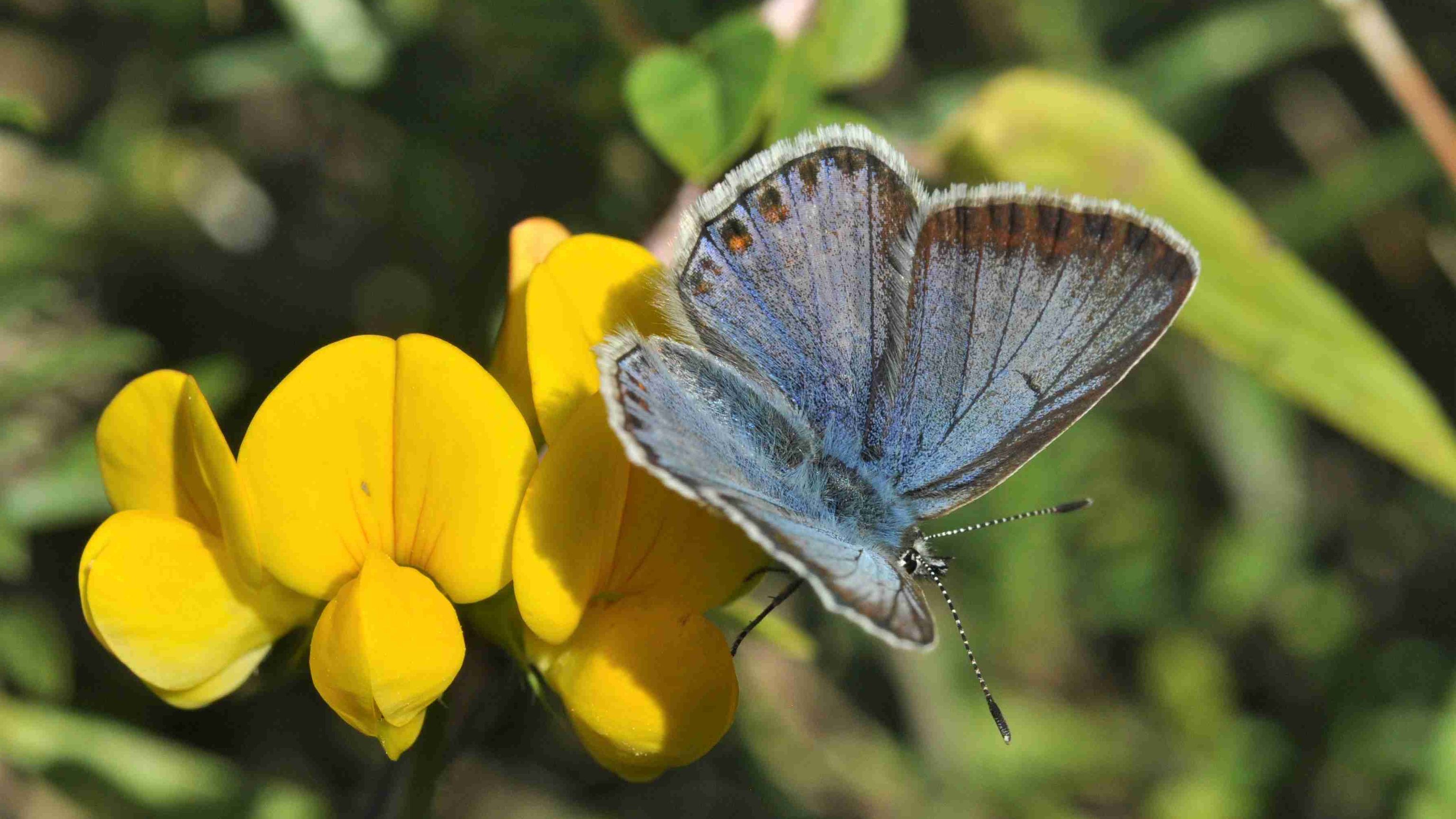 Blåfugl. Gudhjem Museums Park