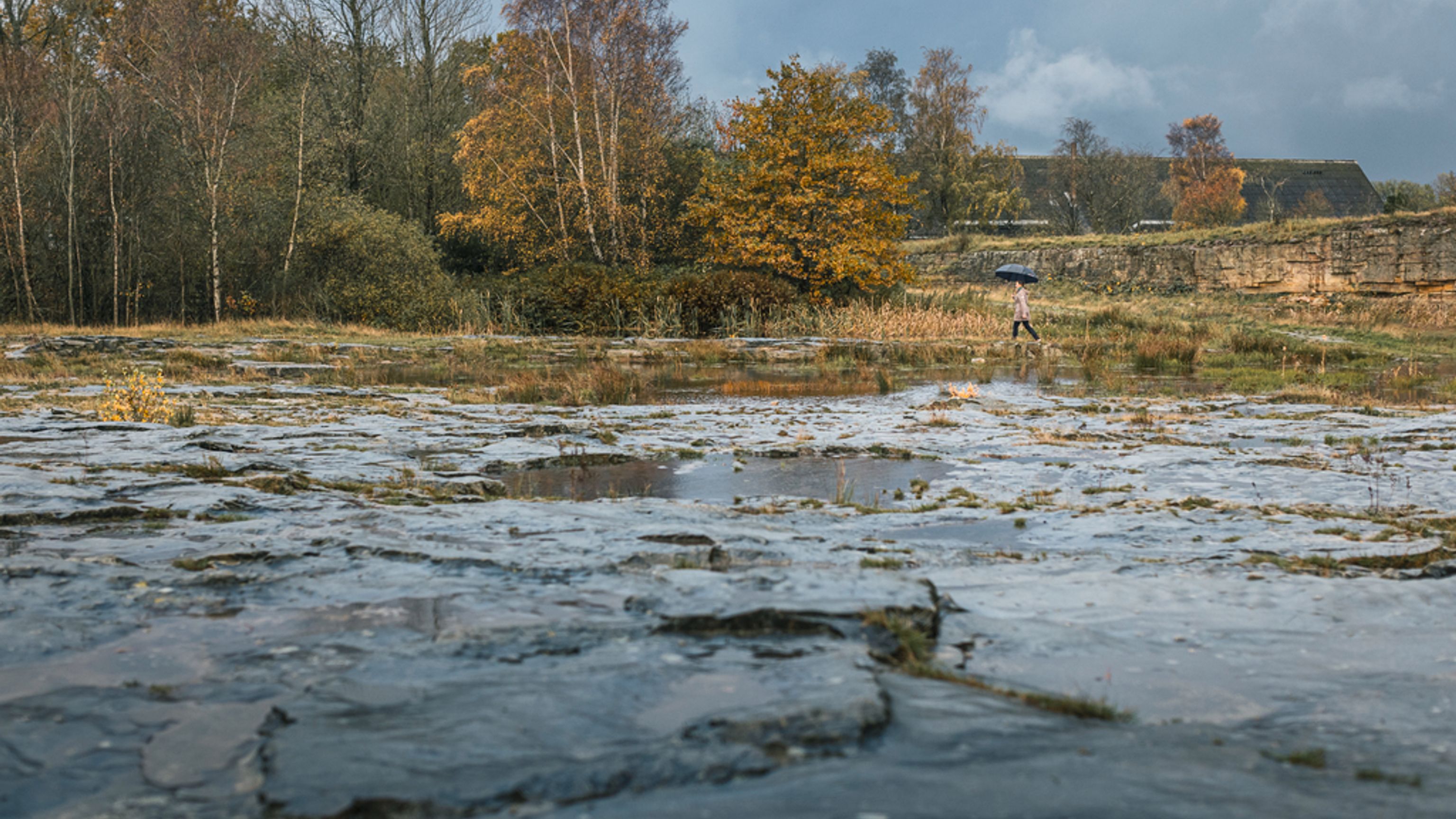 Linjer i landskabet, den forstenede havbund