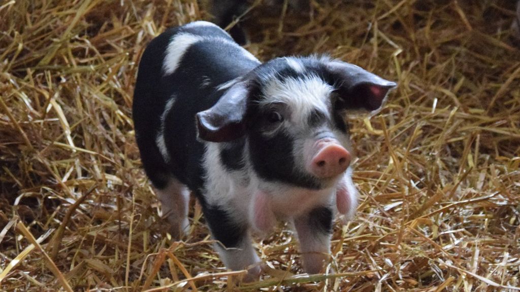 Melstedgård - et levende gårdmuseum