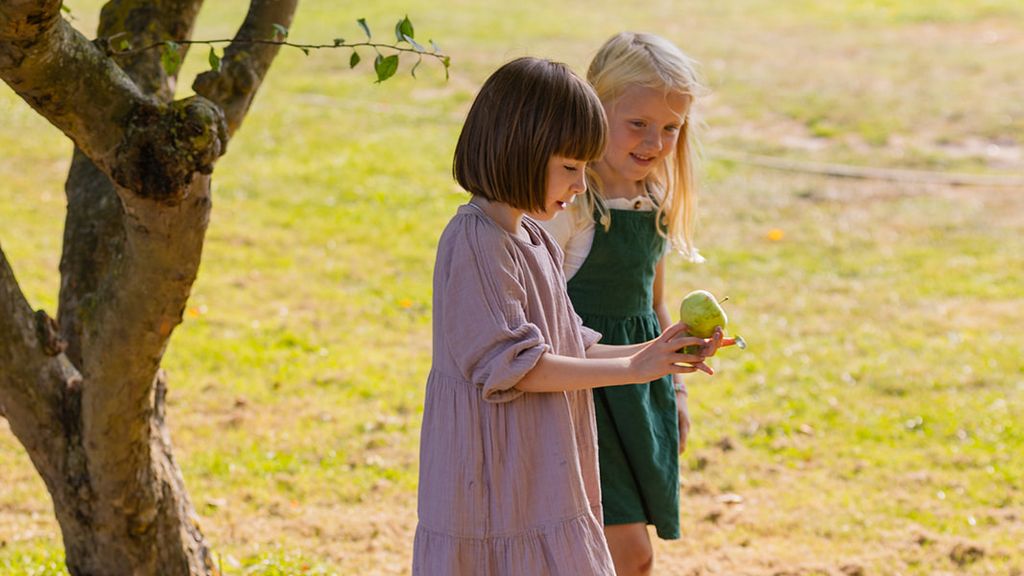 Bornholmske æblesorter direkte fra træet
