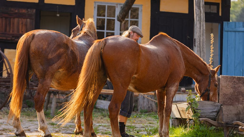 Hestene gøres klar til næste tur med gæsterne på Melstedgård