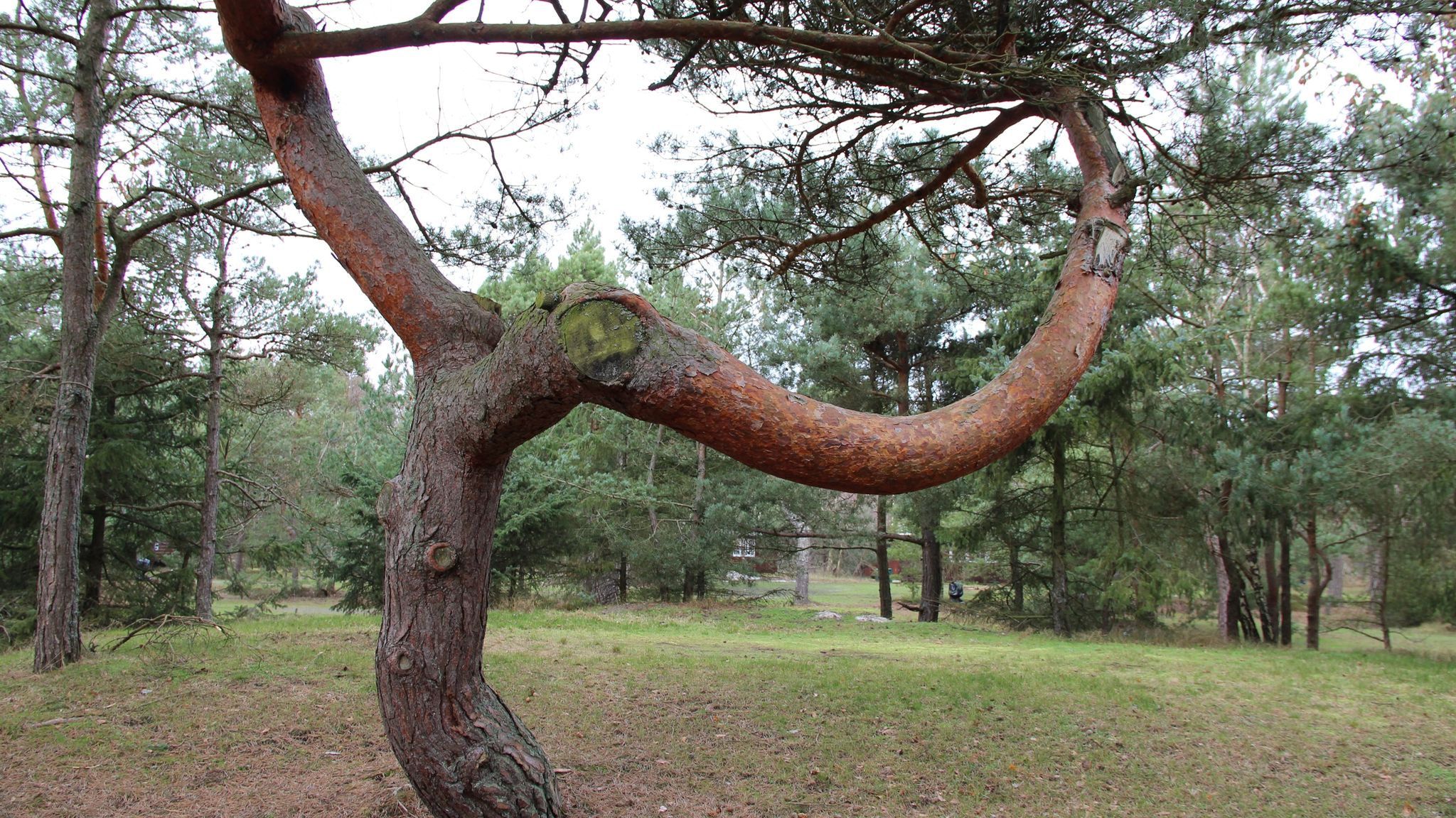 Møllers Dueodde Camping