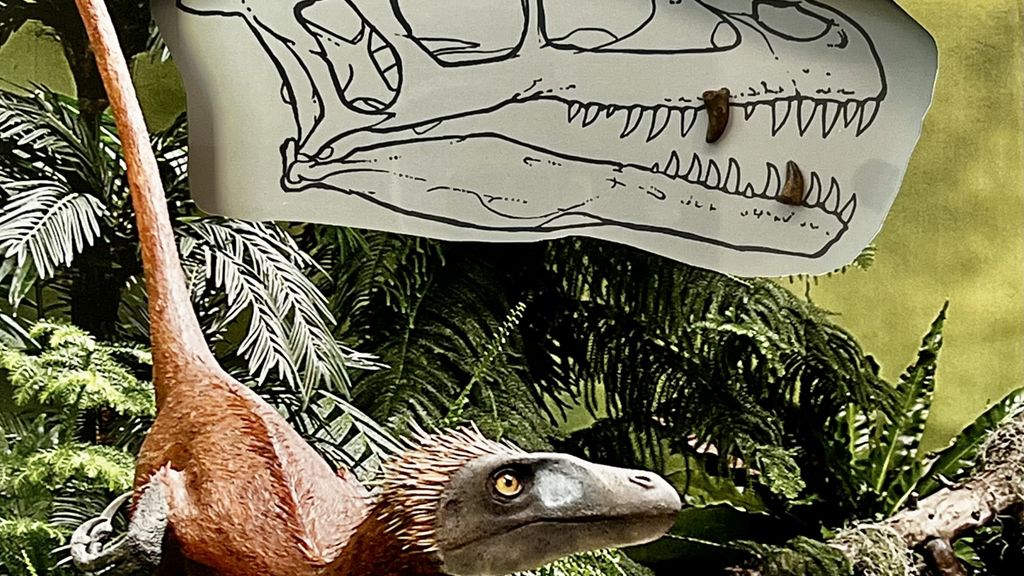 Tand fra Dromaeosauroides