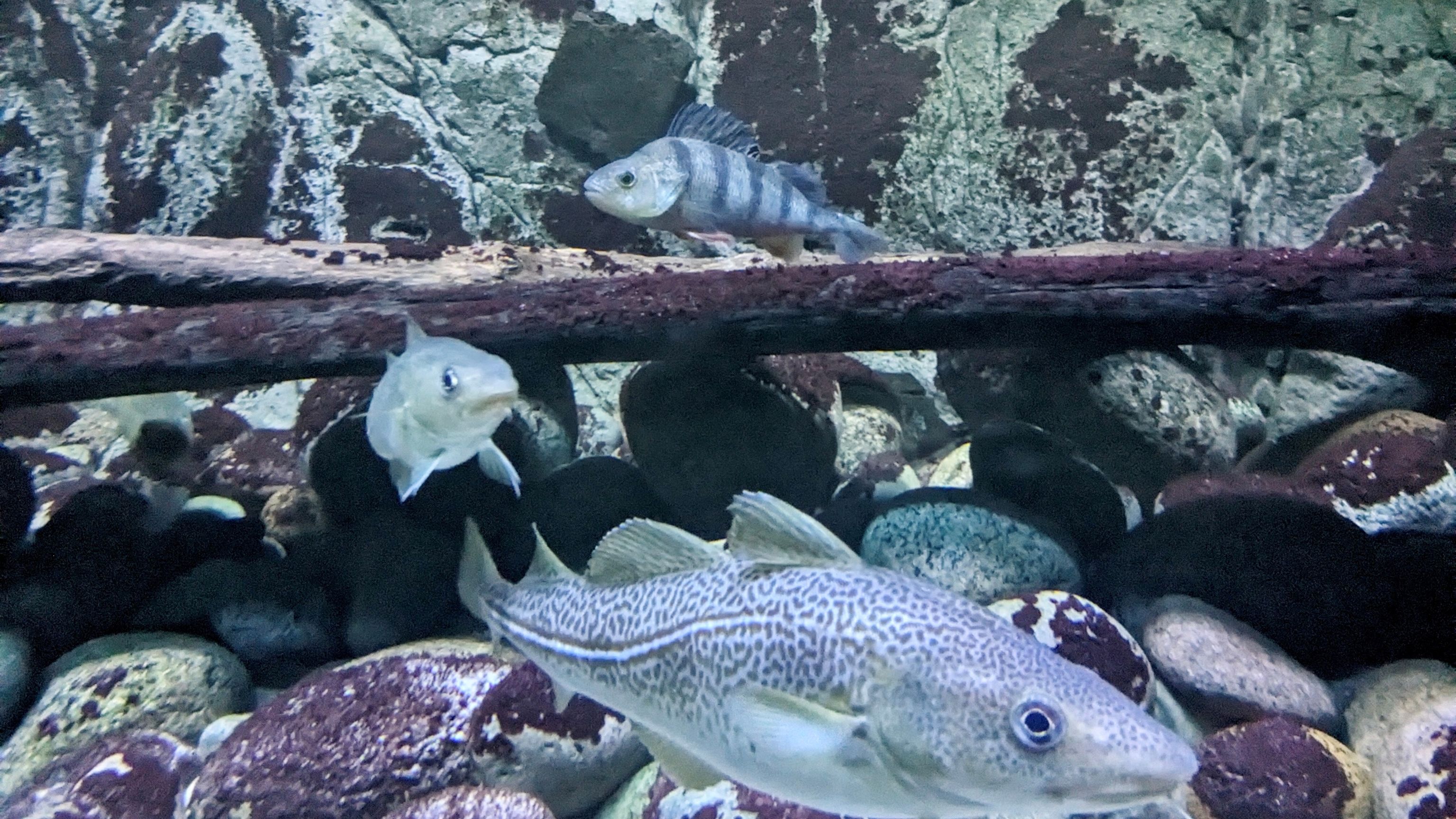 Østersøakvariet med torsk