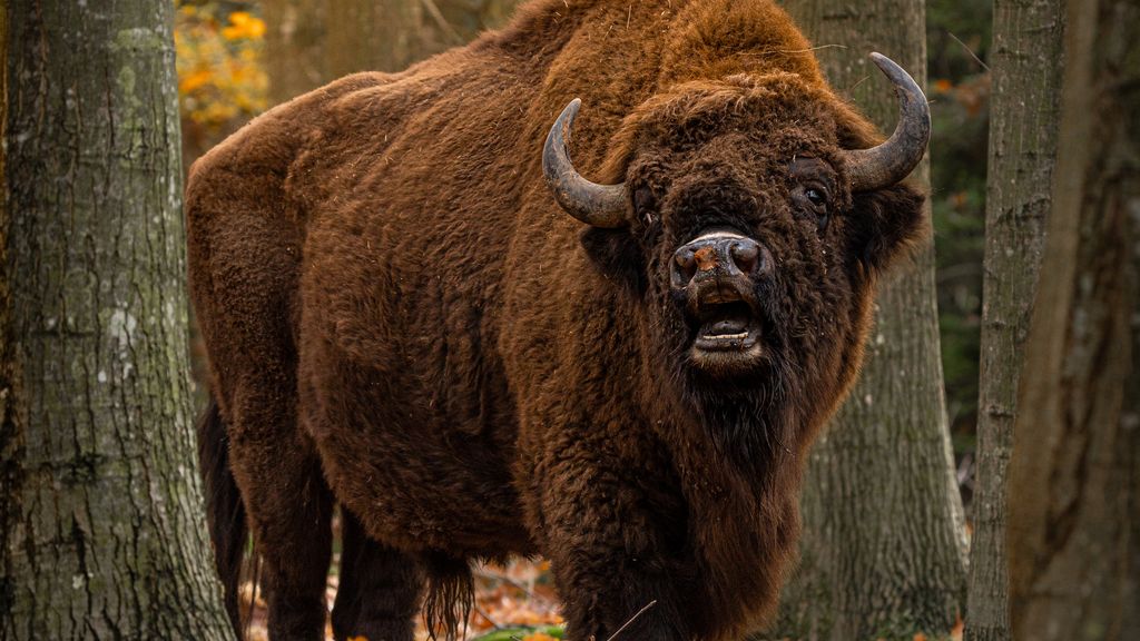 Europæisk bison