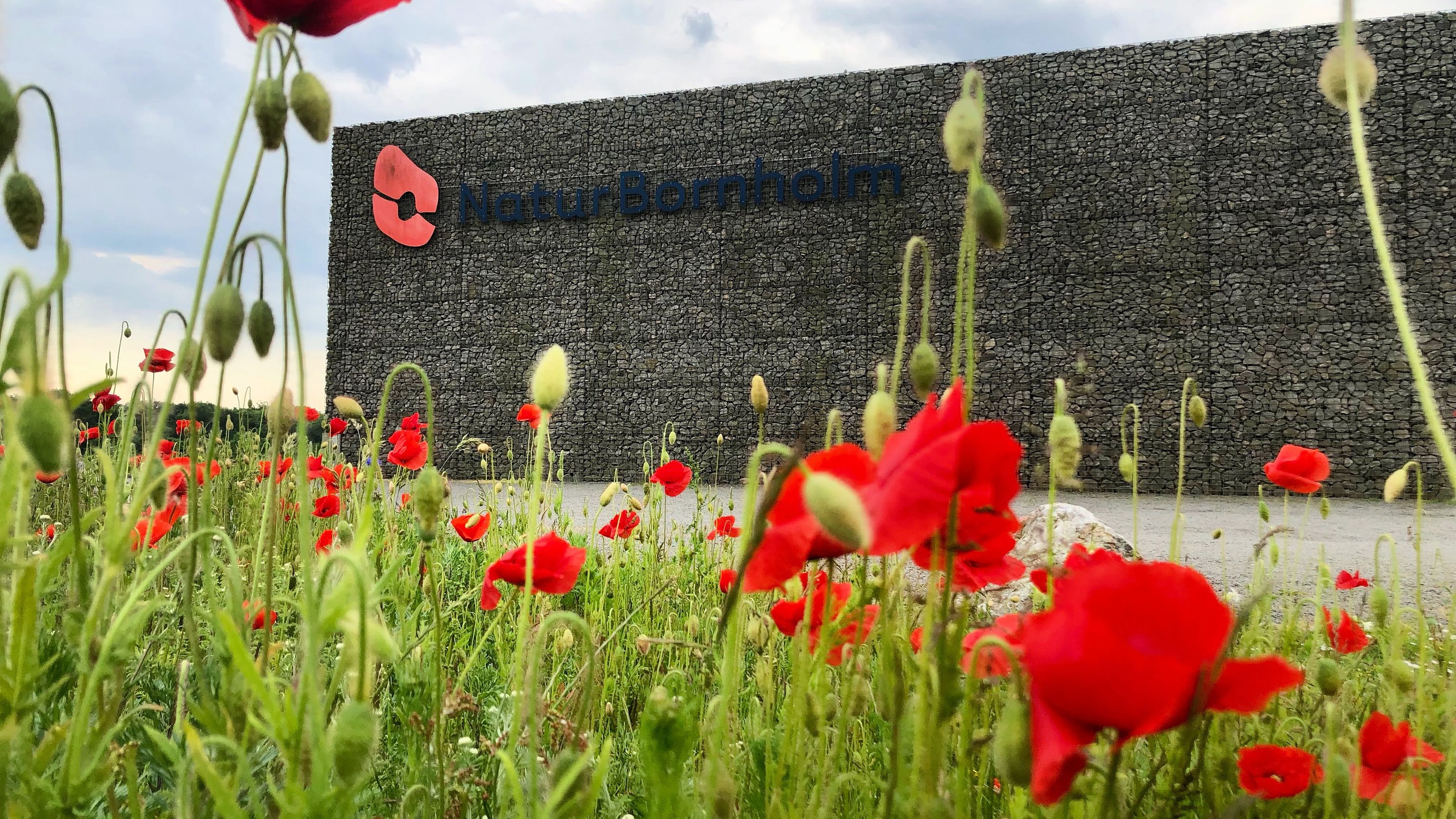 NaturBornholm i valmuer