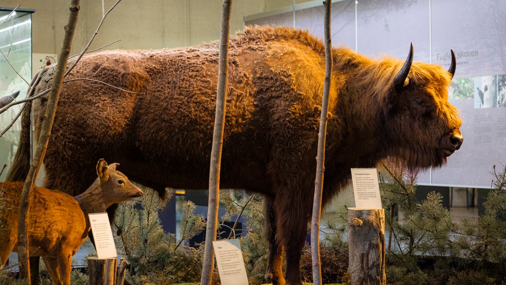 Bison i udstilling