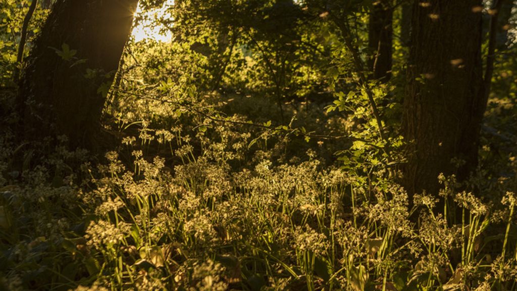 Ramsløg i Nexø Lystskov