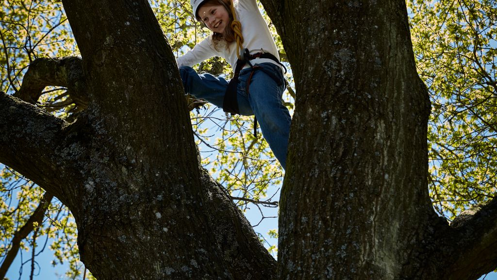 Trætopklatring på Nordskoven