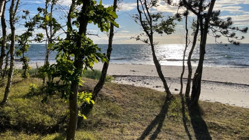 Strand billede fra Nordskoven