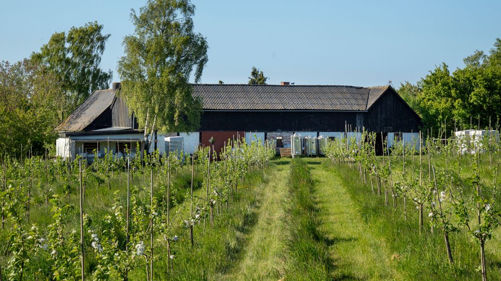Pilegård, æbleplantage, blomster