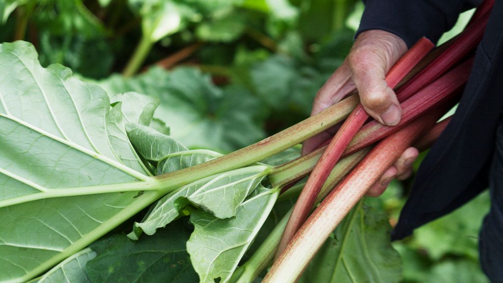 Rabarber til Kalas is