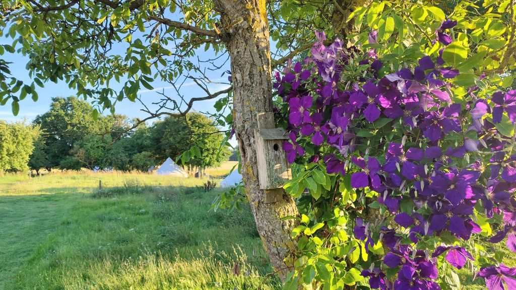 Under Canvas Bornholm - naturnær glamping på Bornholm