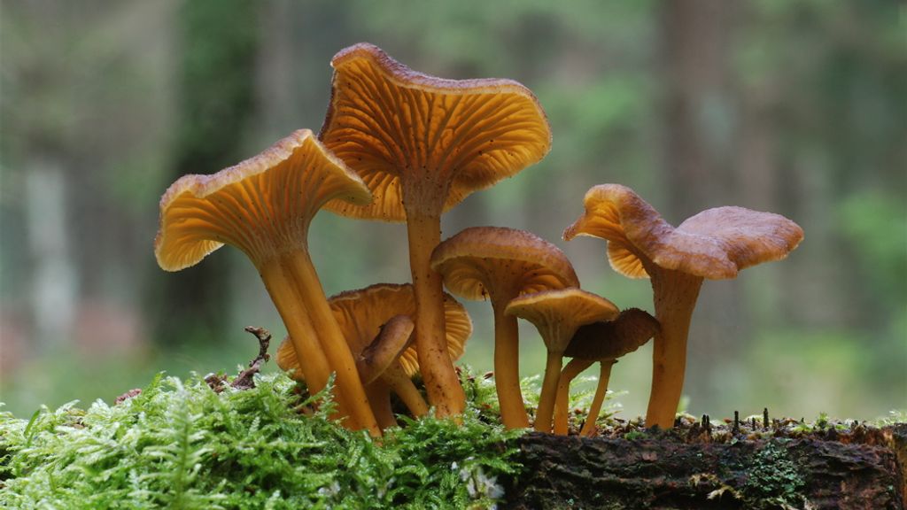 Vestermarie plantage