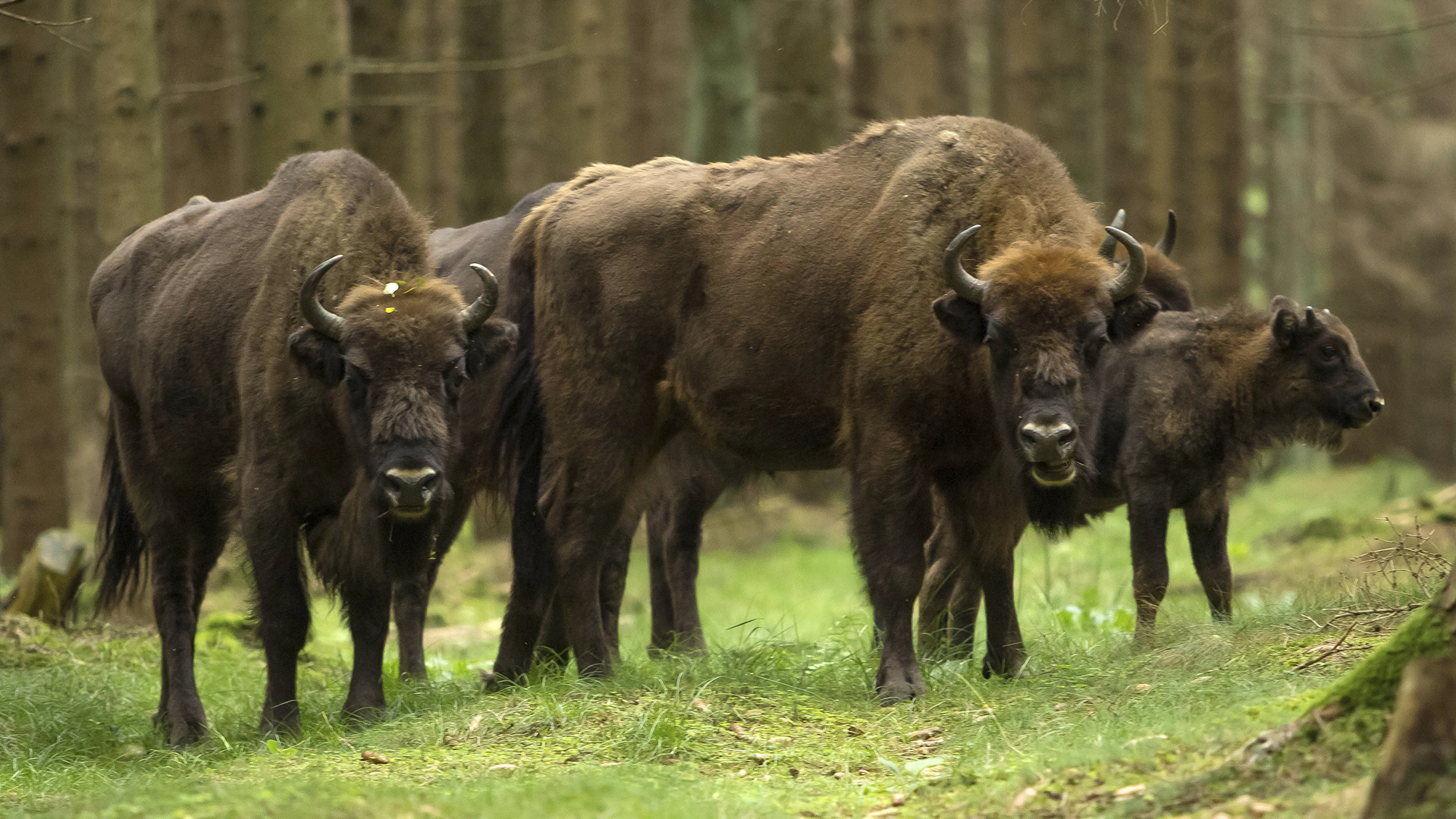 Bisonflok i Almindingen