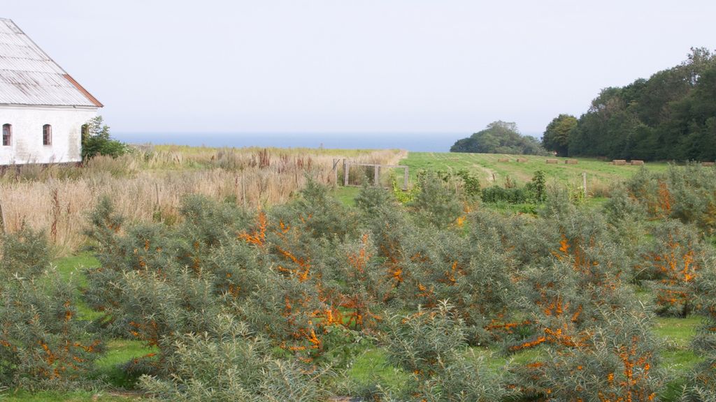 Høstet - Havtorn Bornholm