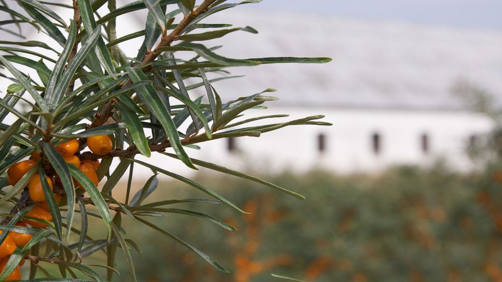 Høstet - Havtorn Bornholm