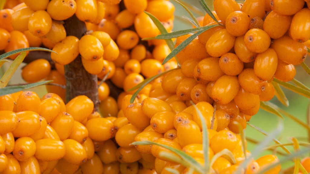 Høstet - Havtorn Bornholm