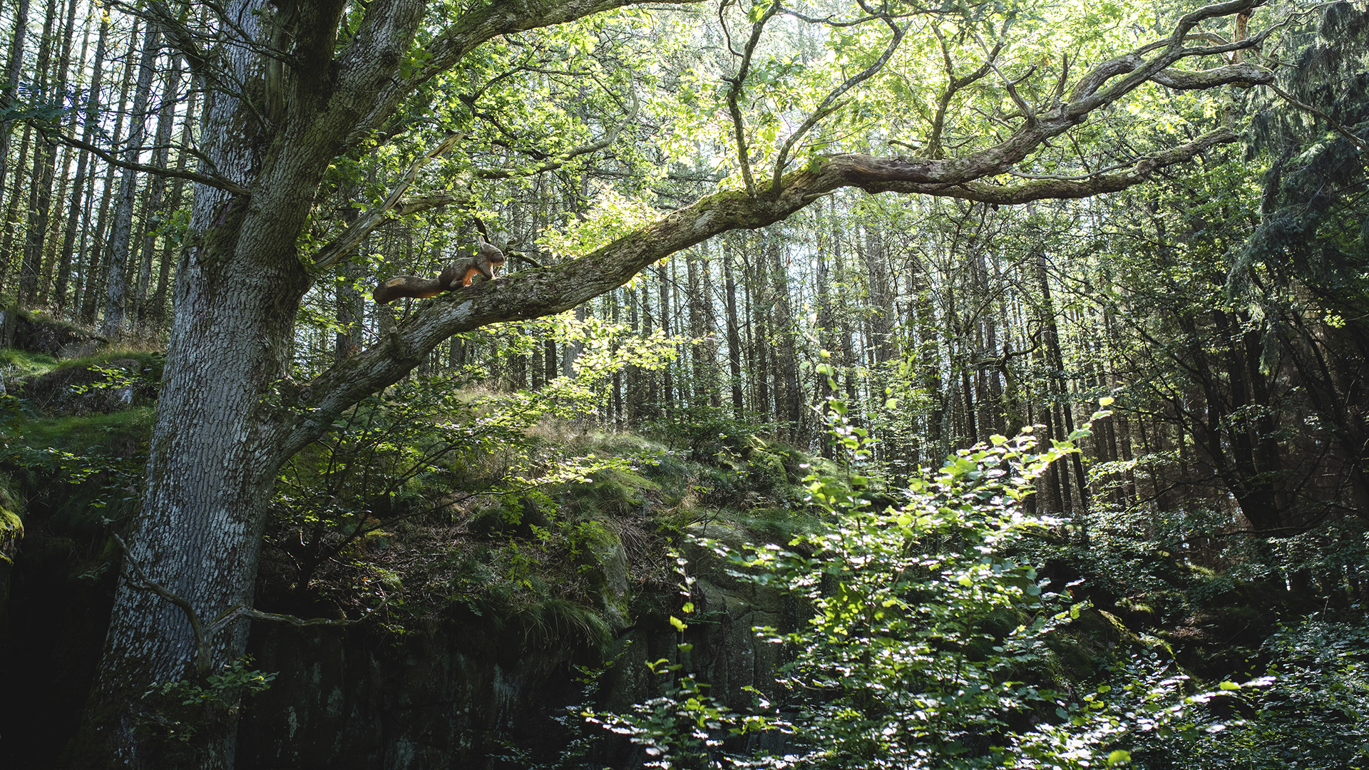 Der Mauszeiger in Almindingen