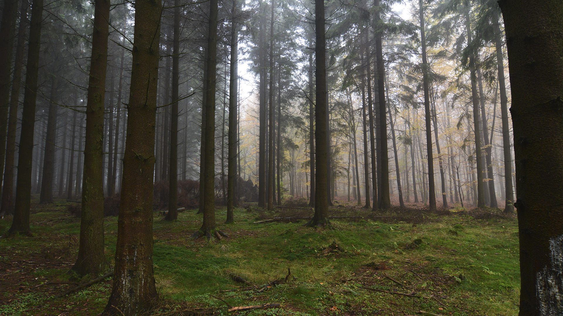 Borgedalsstien im stillen Herbstnebel