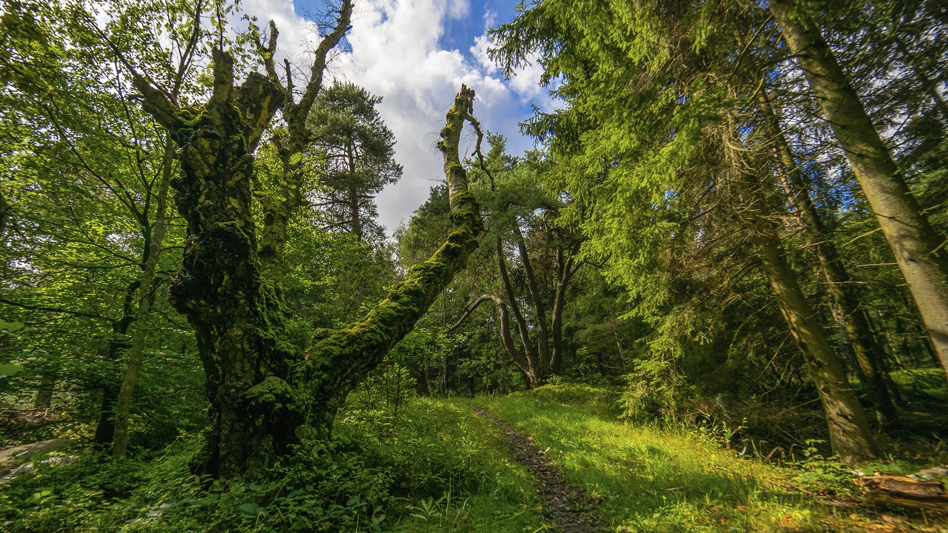 Sommer og naturskøn skov i Paradisbakkerne