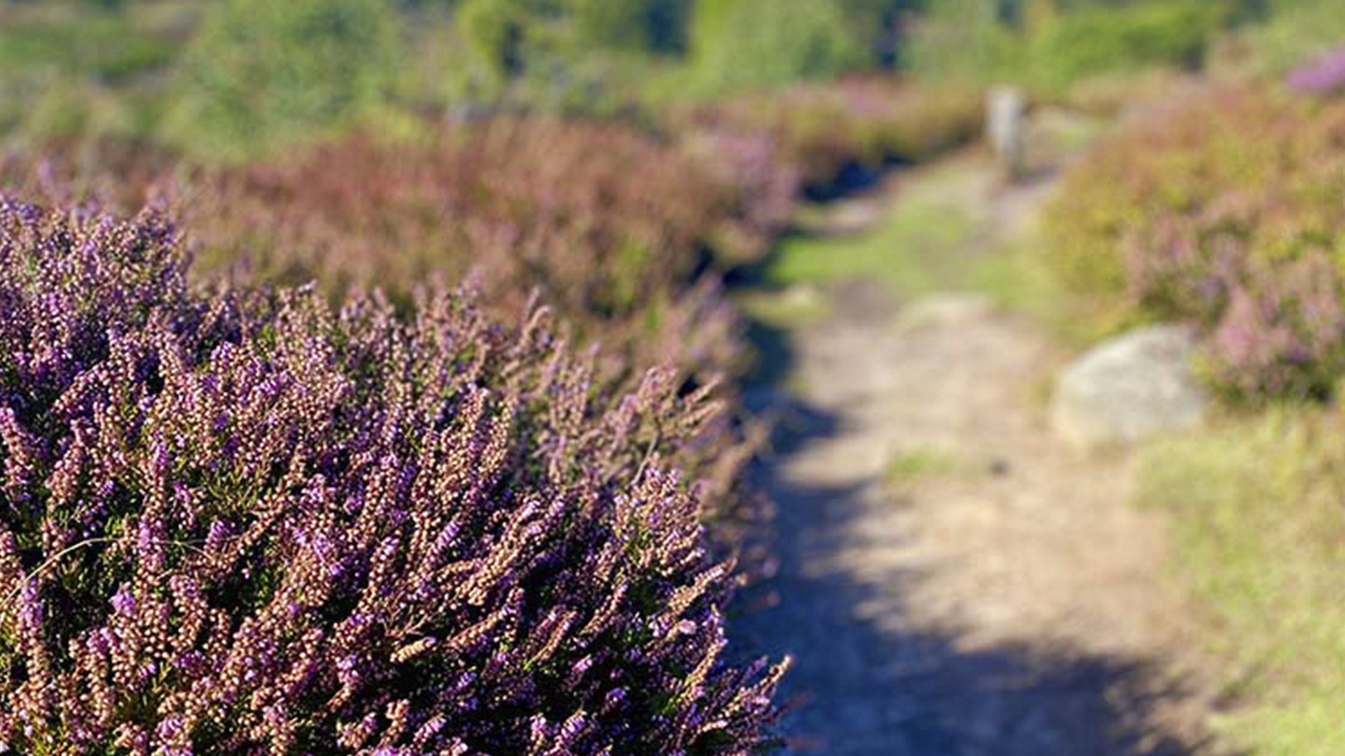 Lilla hedelyng (Efterårslyng)