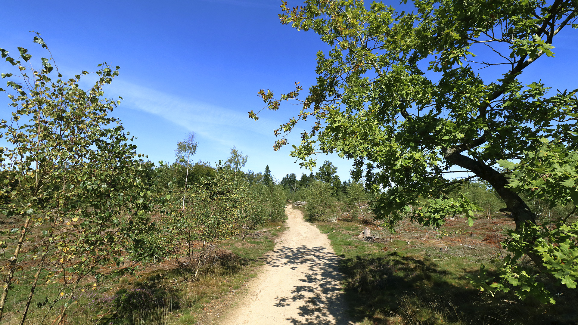 Højsommer i Paradisbakkerne