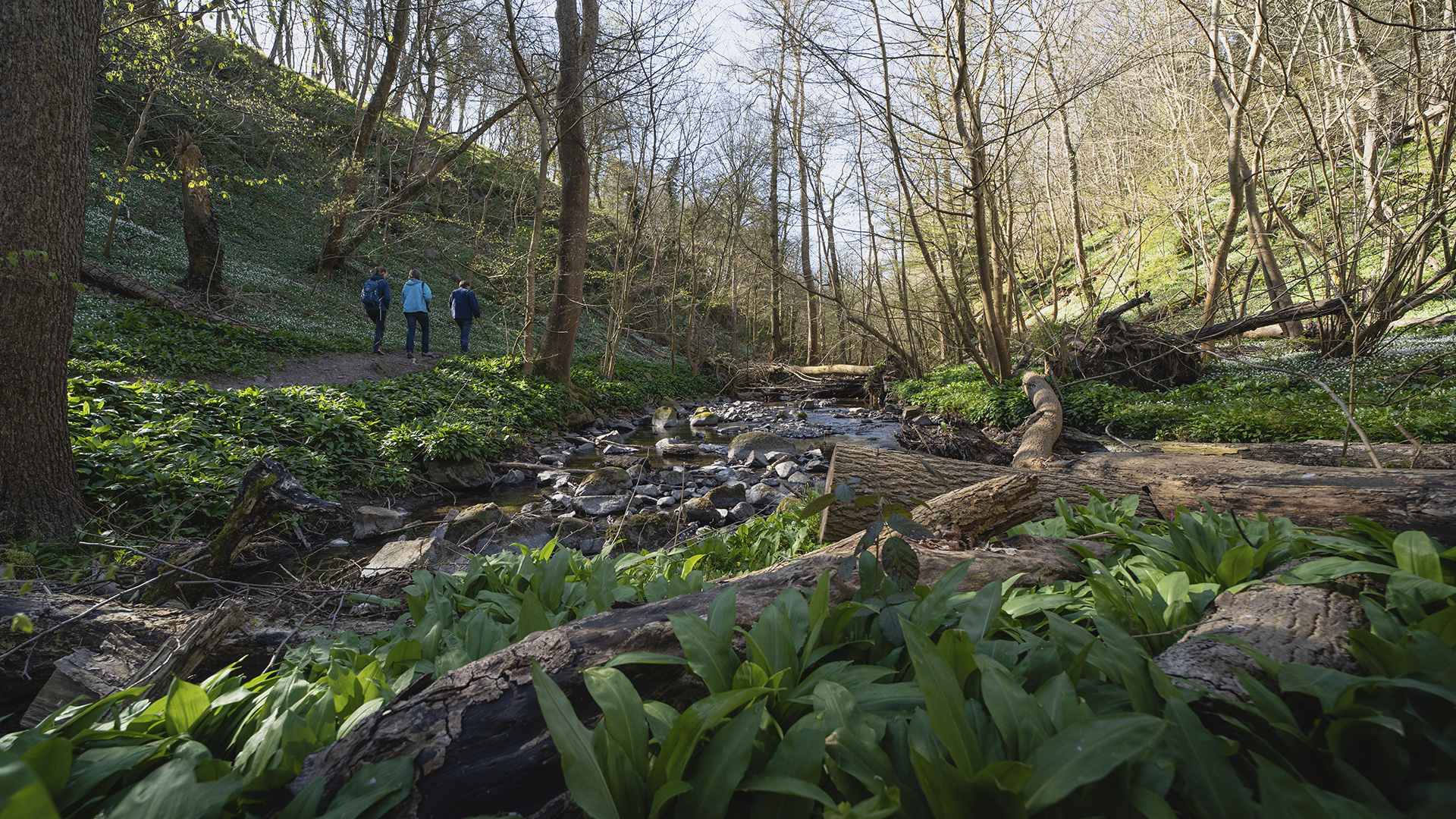 Summer in Kobbeaadalen