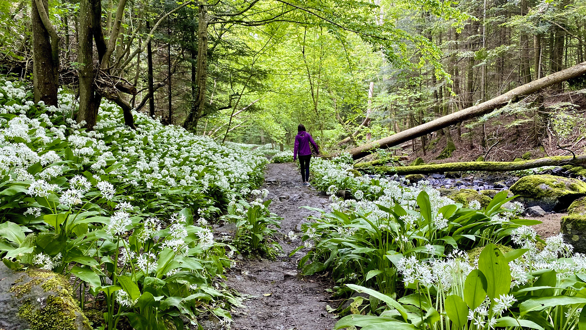 Spring in Kobbeaadalen