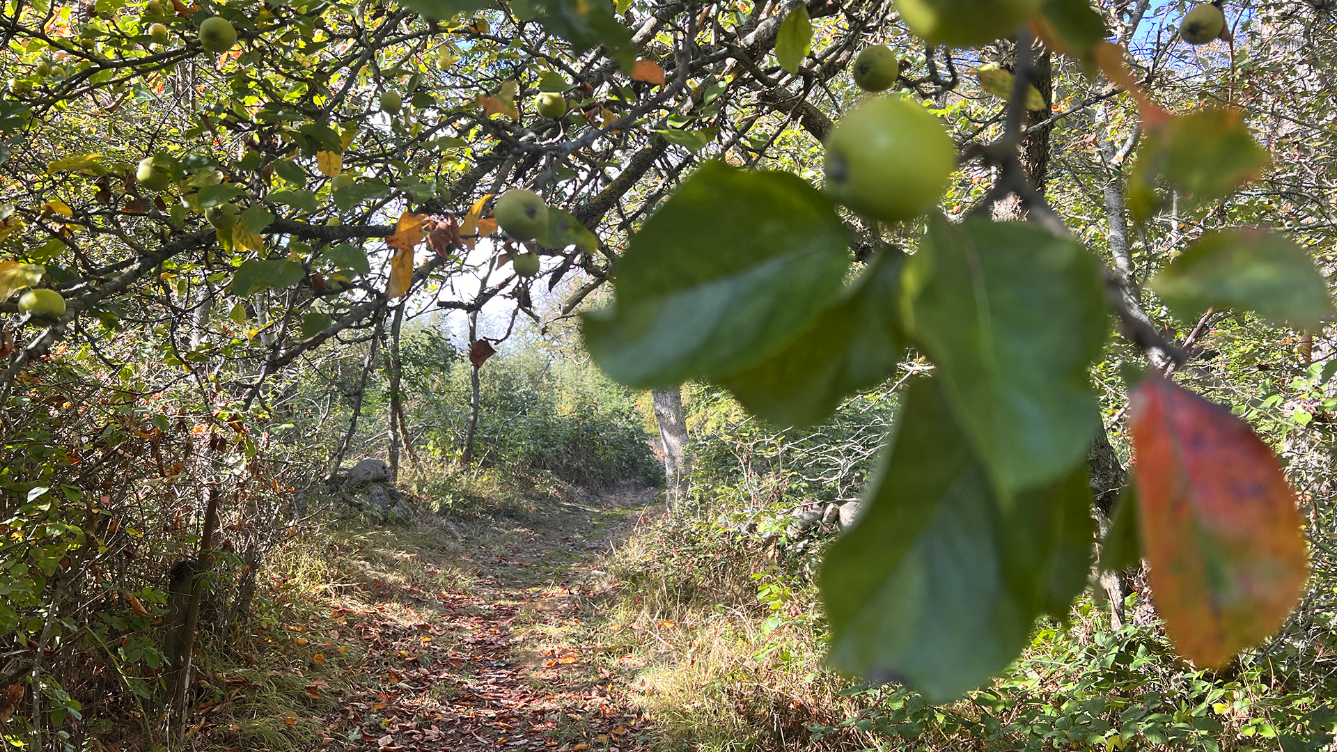 The hiking trail in autumn colors
