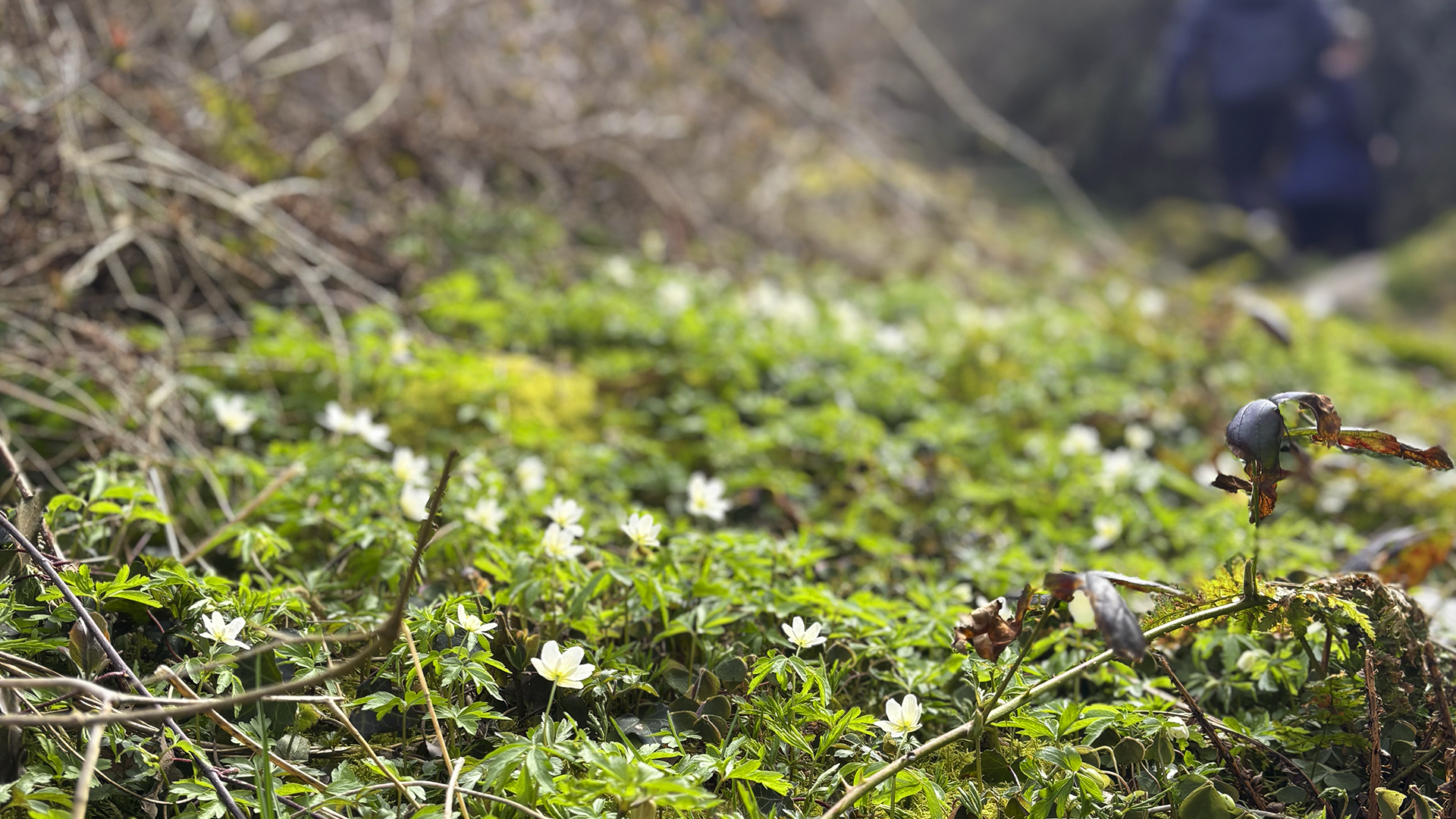 Anemones in Svartingedalen