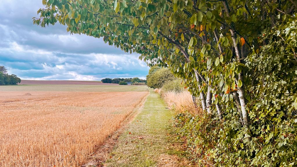 Sporet i Listed langs mark og skov