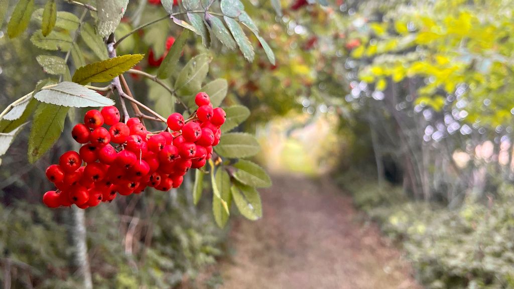 Rønnebær langs stien
