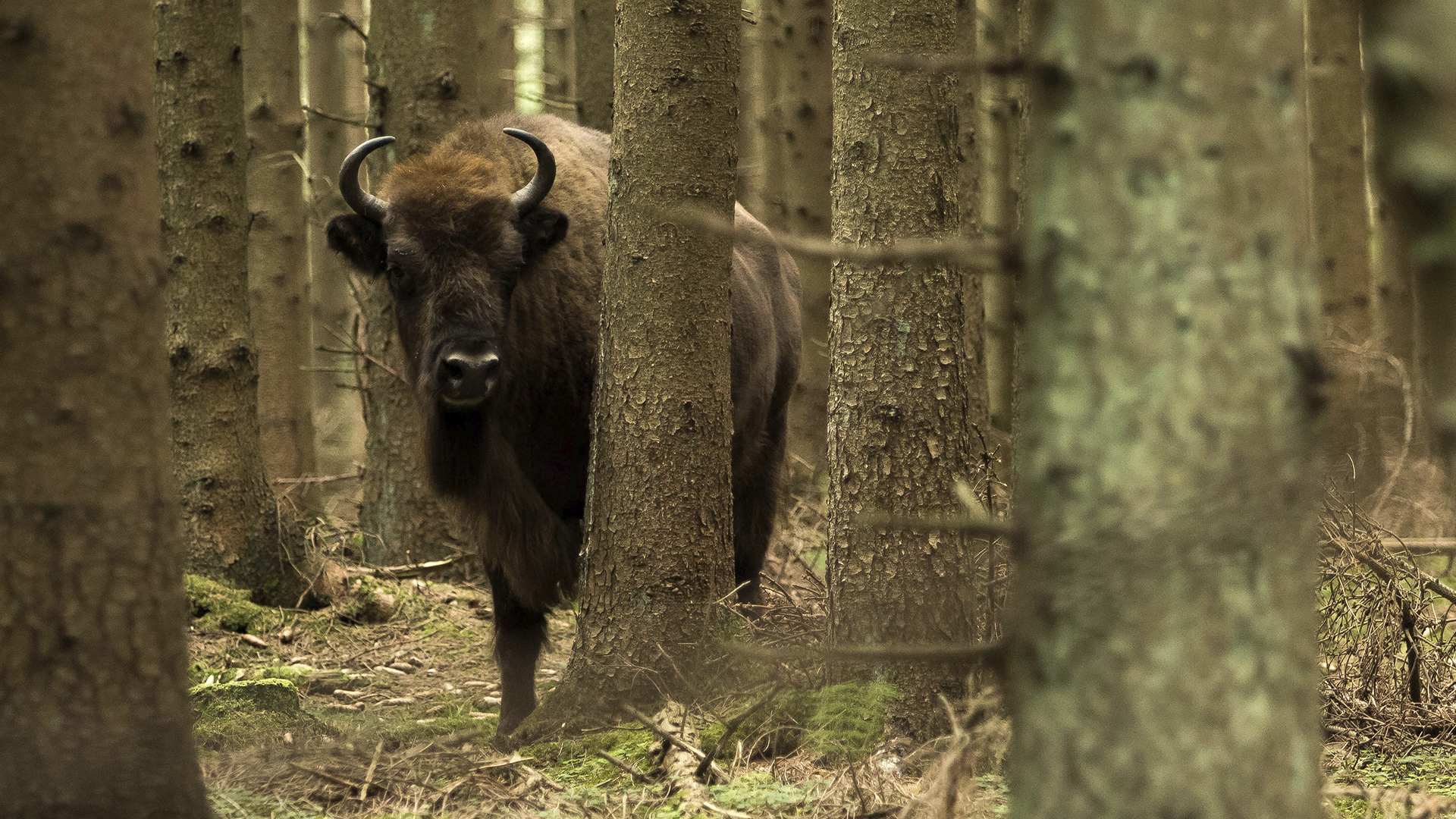 Bison i Almindingen